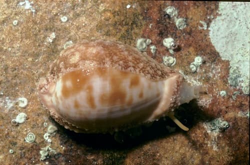Cypraeovula coronata