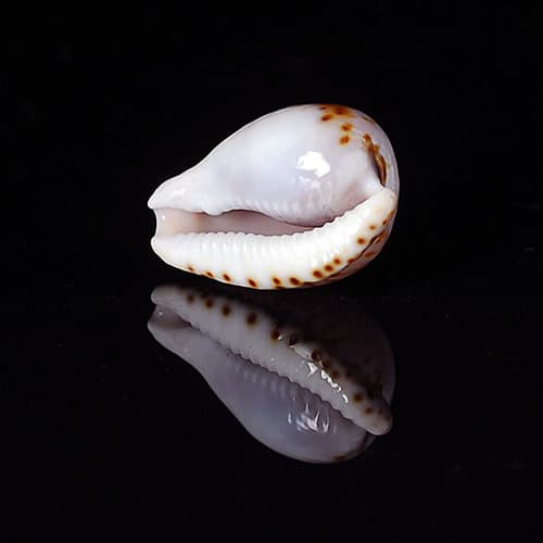 Cypraeovula mikeharti