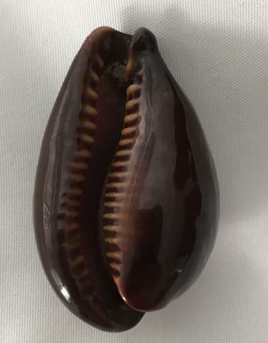 dark onyx cowrie