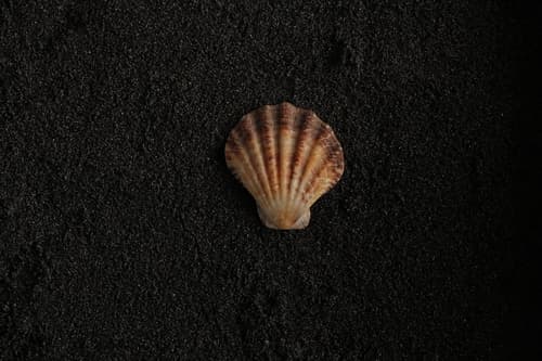 Decatopecten amiculum