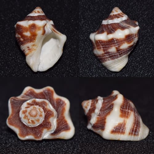 Deltoid Rock Shell