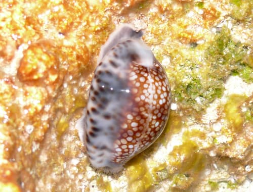Depressed Cowrie