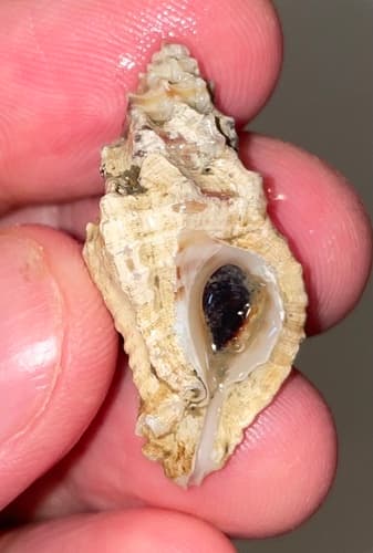 Dermomurex indentatus