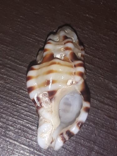 Dermomurex obeliscus