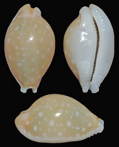 Dillwyn's cowrie