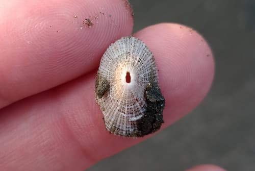 Diodora harrassowitzi