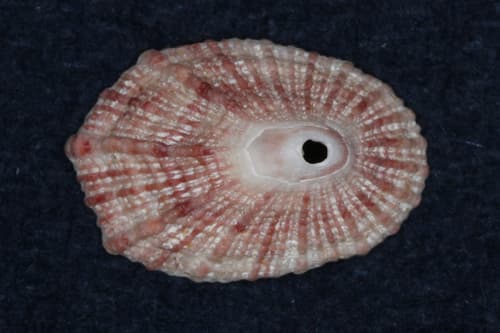 Diodora spreta