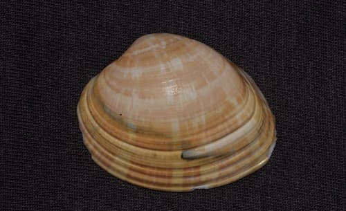 Disrupta Venus Shell