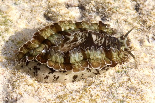 Donkey's Ear Abalone