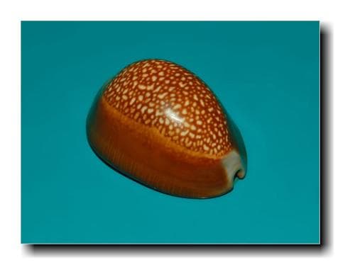 Dragon's-Head Cowry