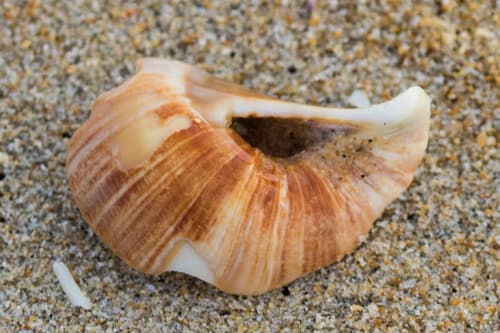 Drake's Moon Snail