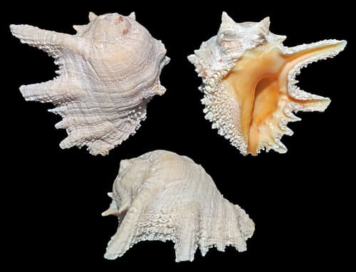 Drupina grossularia