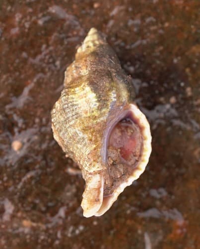 Eastern Oyster Drill