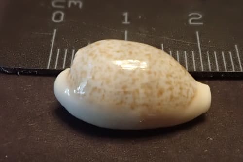 Eclogavena dayritiana