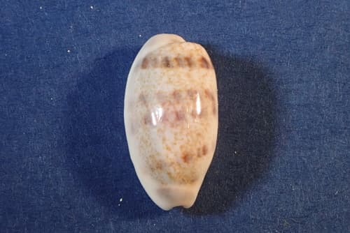 Eclogavena interrupta