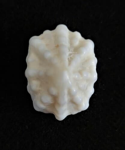 Eight-rib Emarginula