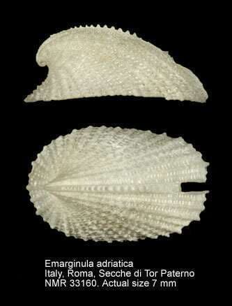 Emarginula adriatica