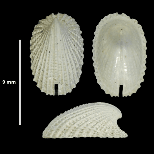 Emarginula octaviana