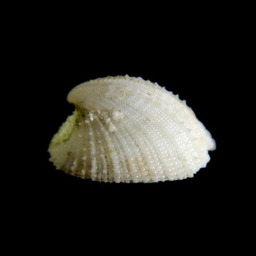 Emarginula sicula