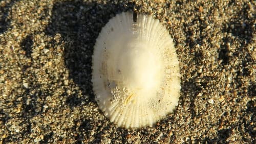Emarginula striatula