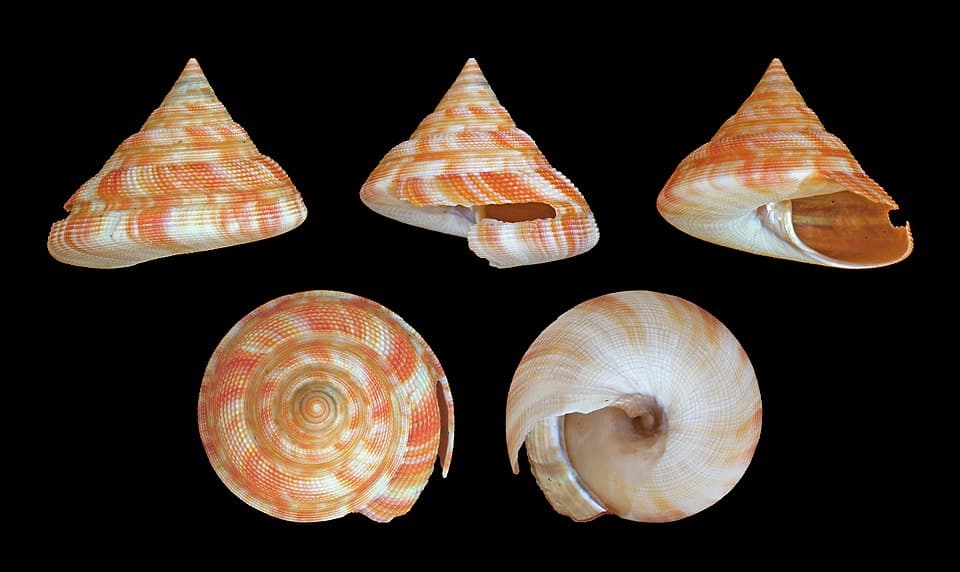 Emperor's Slit Shell