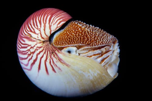 Emperor Nautilus