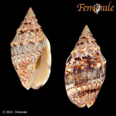 Enaeta cumingii