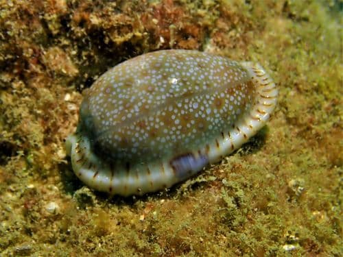 Eroded Cowry
