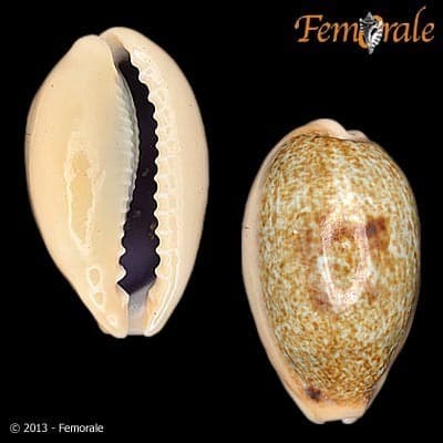 Erroneous Cowry