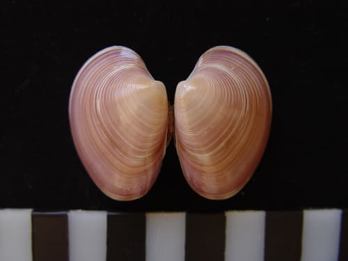 Eucallista purpurata