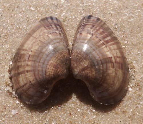 Eumarcia paupercula
