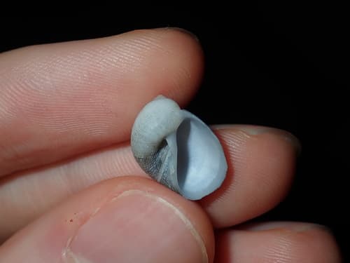 Eunaticina linnaeana