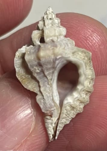 Eupleura muriciformis