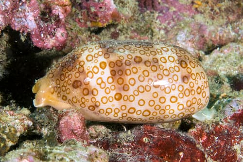 Eyed Cowrie