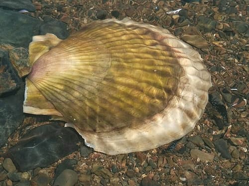 Ezo Giant Scallop