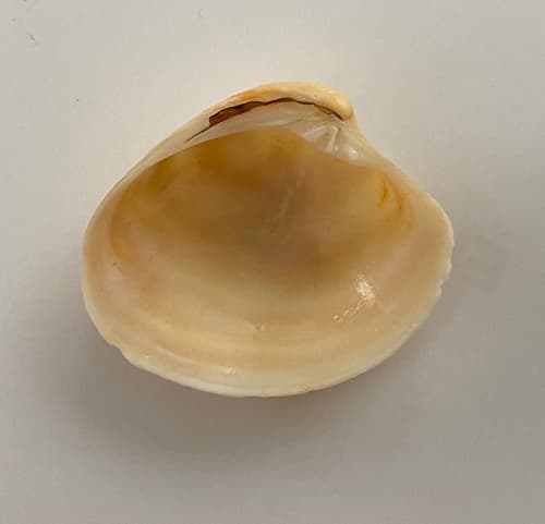 False Quahog