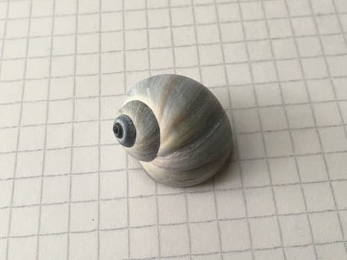 Falsilunatia limbata