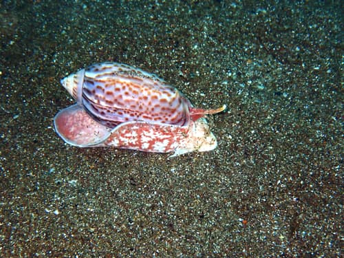 Felicioliva peruviana