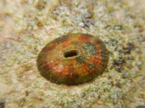 Fissurella asperella