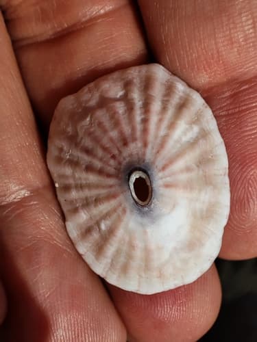 Fissurella bravensis