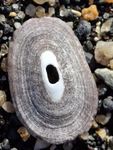 Fissurella bridgesii