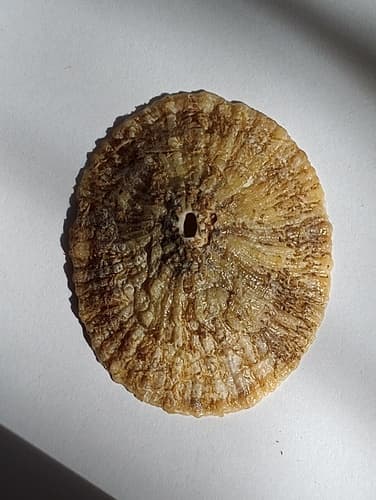 Fissurella costata