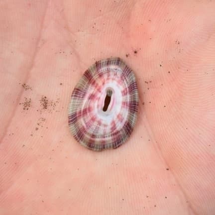 Fissurella longifissa