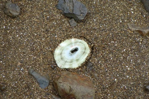 Fissurella macrotrema