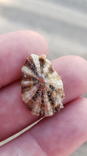 Fissurella microtrema