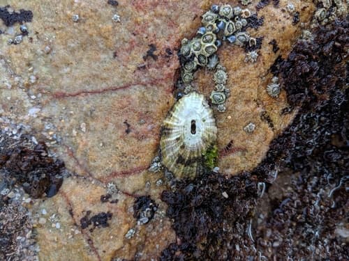 Fissurella natalensis