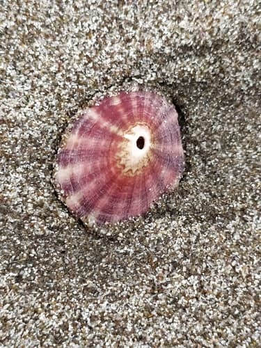 Fissurella peruviana