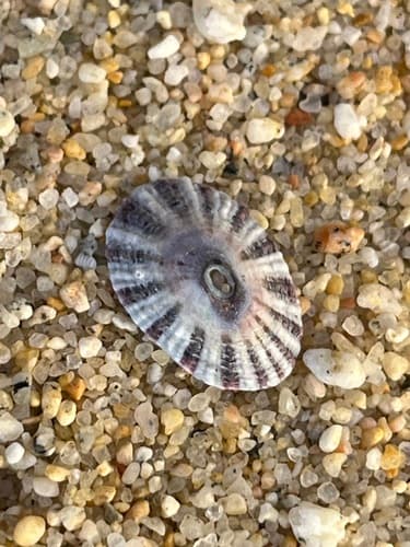 Fissurella rubropicta