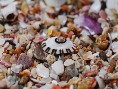 Fissurella spongiosa