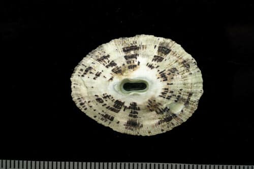 Fissurella virescens